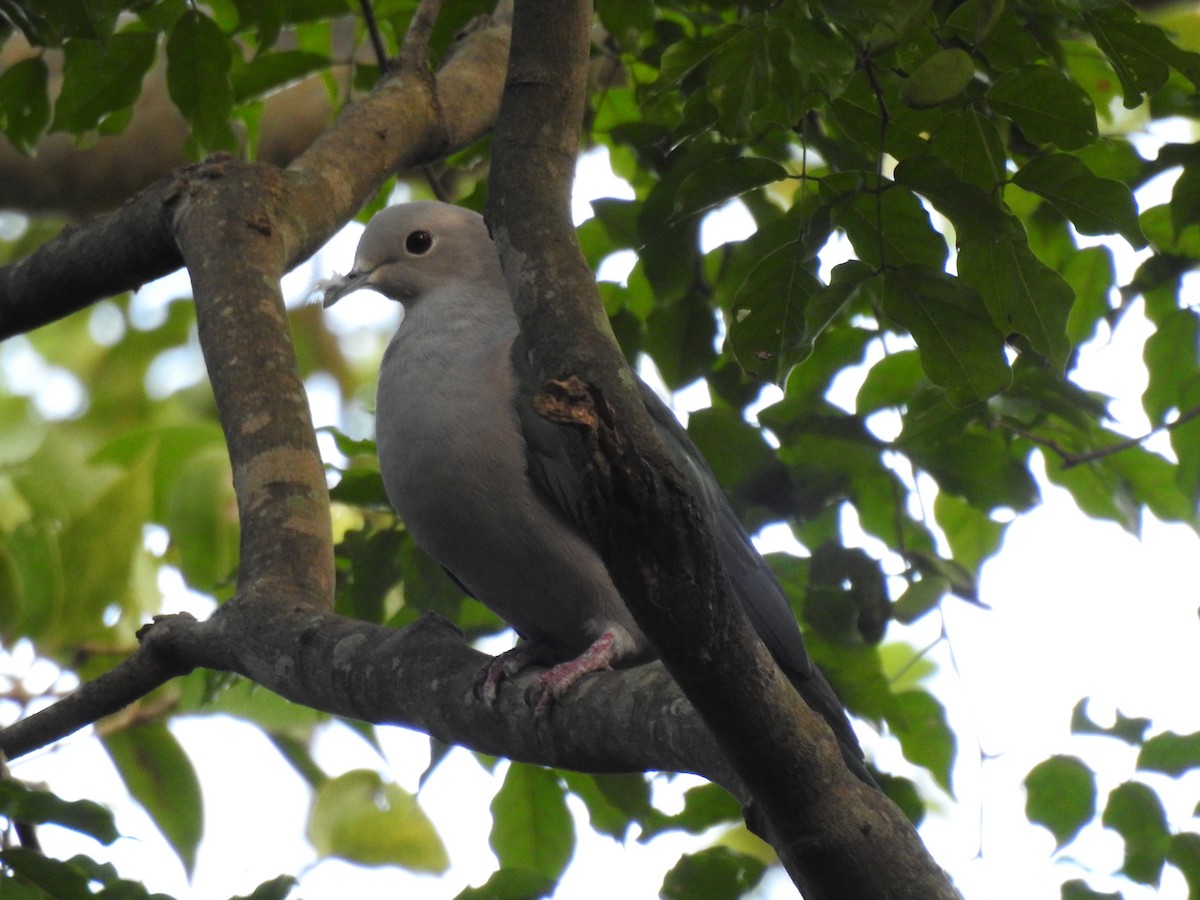 Green Imperial-Pigeon - ML584649621