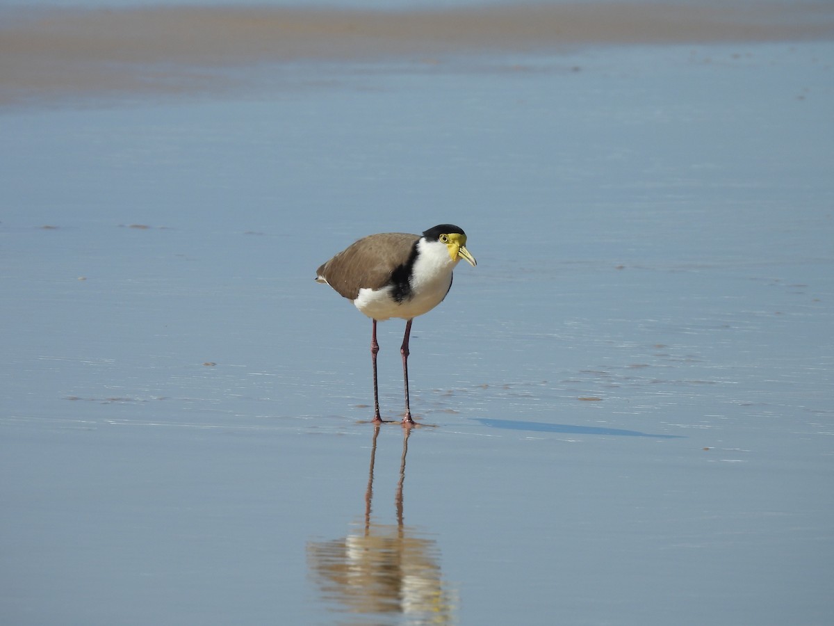 Masked Lapwing - ML584649631