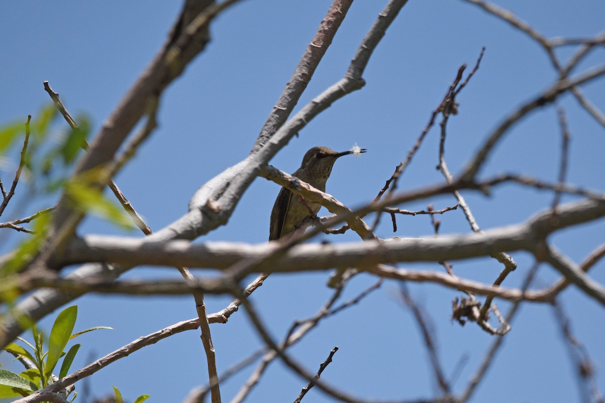 Anna's Hummingbird - ML584649691
