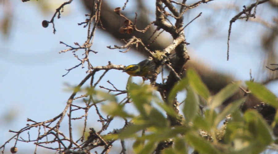 Townsend's Warbler - ML58465051