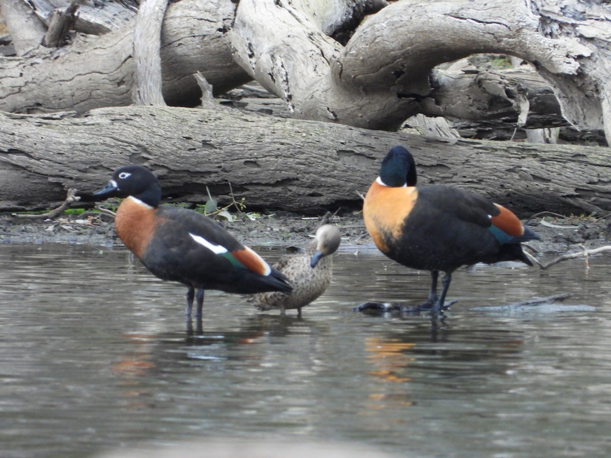 Australian Shelduck - ML584650541