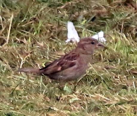 House Sparrow - ML584652861