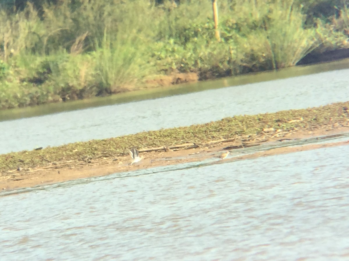 White-rumped Sandpiper - ML58465491