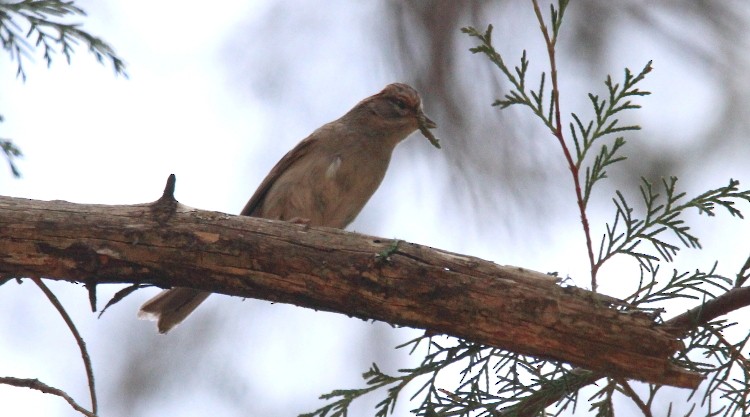 Chipping Sparrow - ML58465521