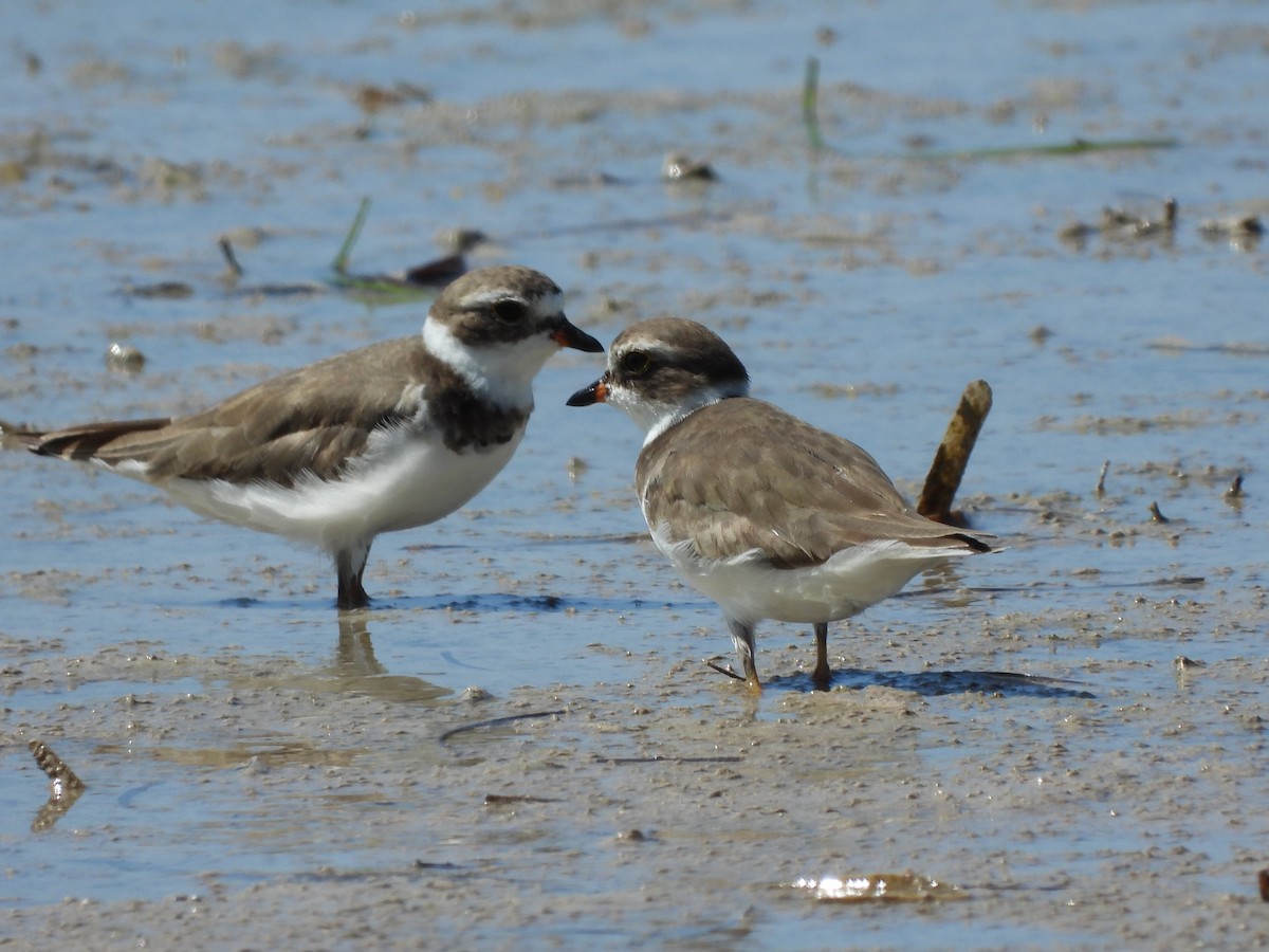 Semipalmated Plover - ML584655861