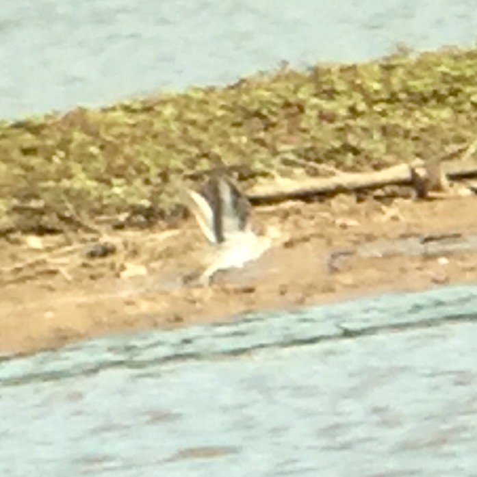White-rumped Sandpiper - ML58465641