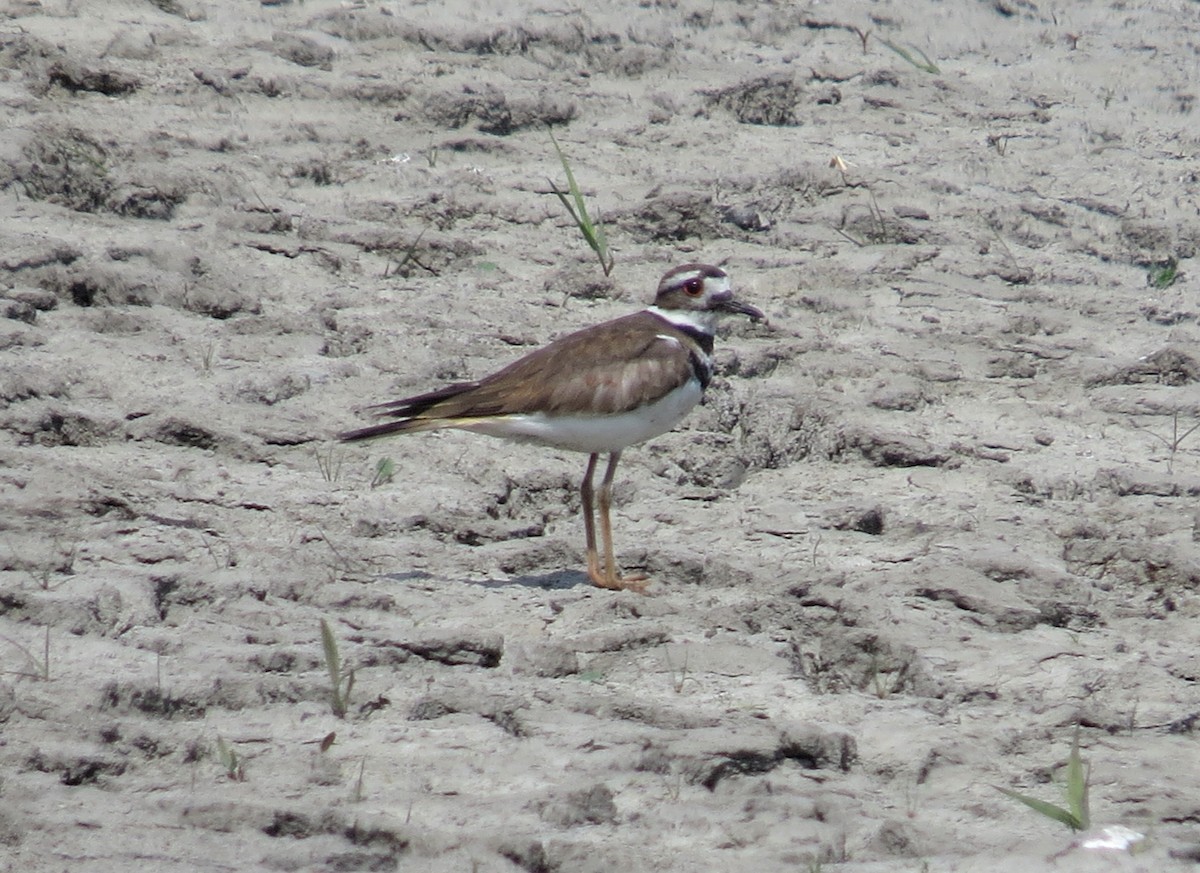 Killdeer - ML584657131