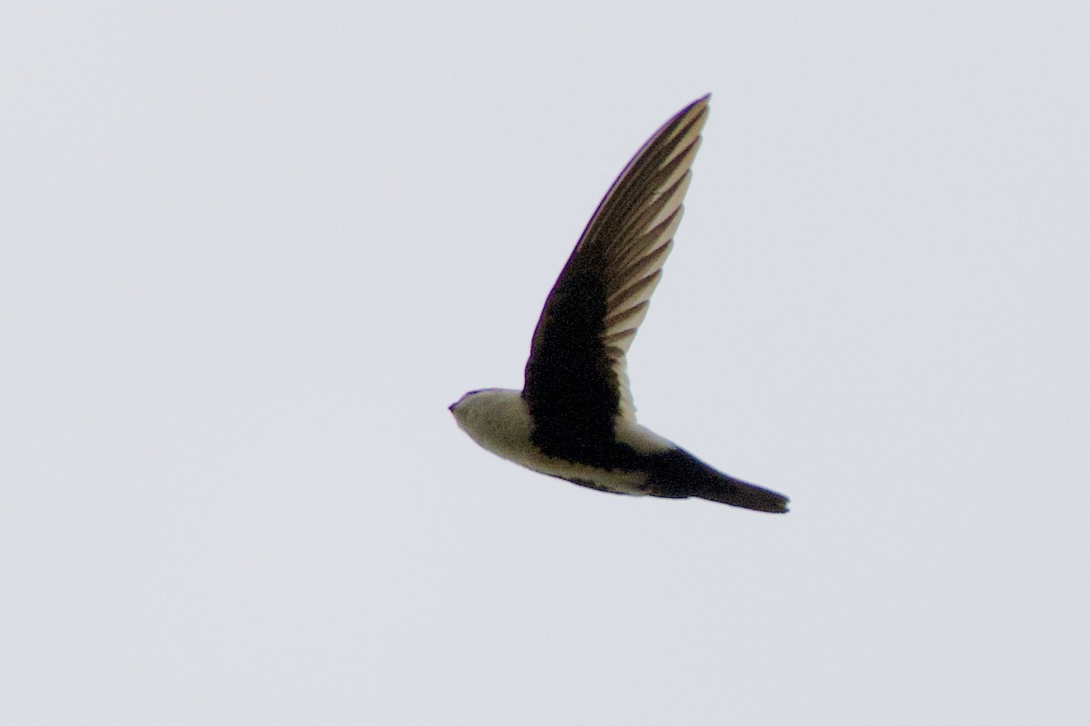 White-throated Swift - ML584657141