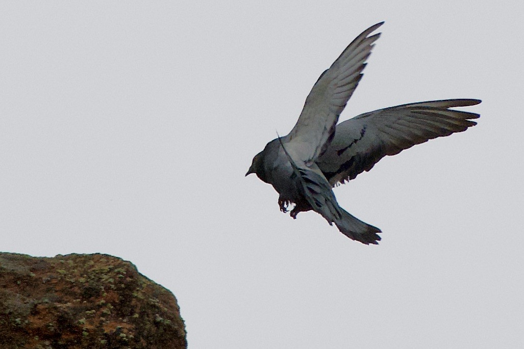 Rock Pigeon (Feral Pigeon) - ML584657211