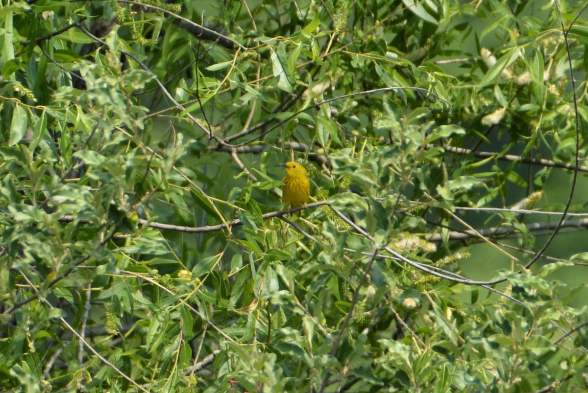 Yellow Warbler (Northern) - ML584657941