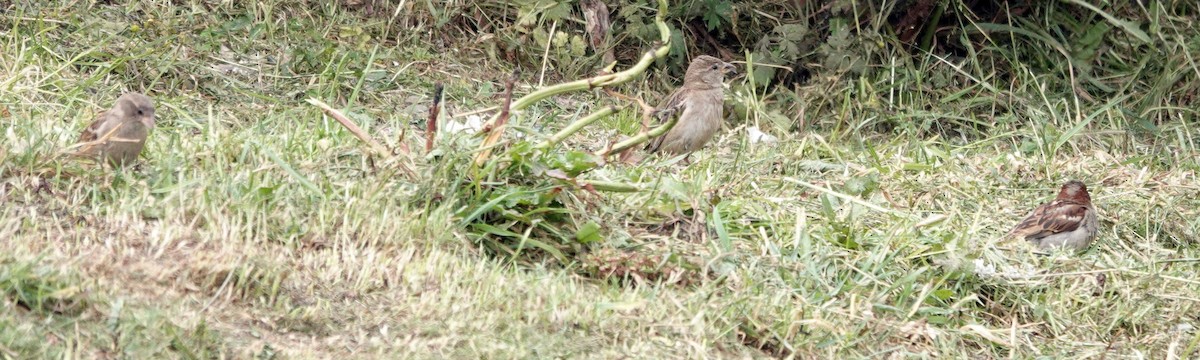 House Sparrow - Sue Hacking