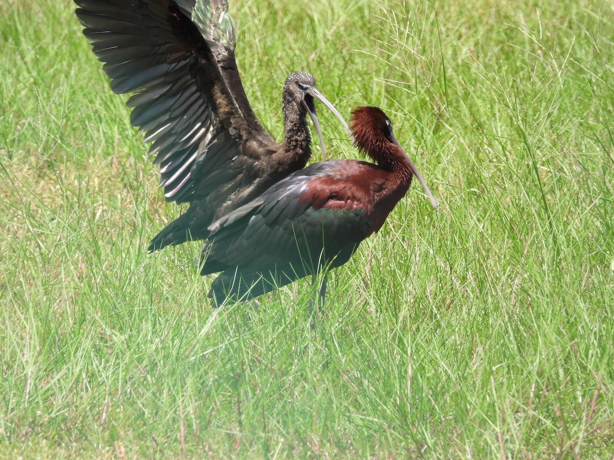 Glossy Ibis - Amy Grimm