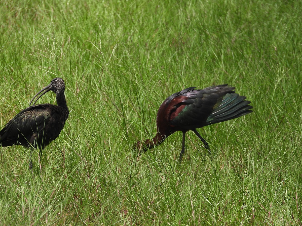 Glossy Ibis - Amy Grimm
