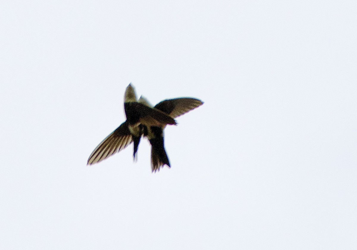 White-throated Swift - ML584658121