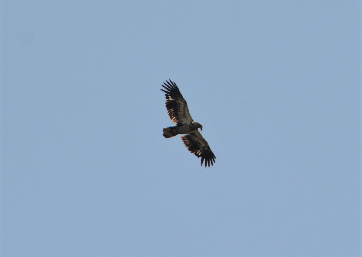 Bald Eagle - ML584658731