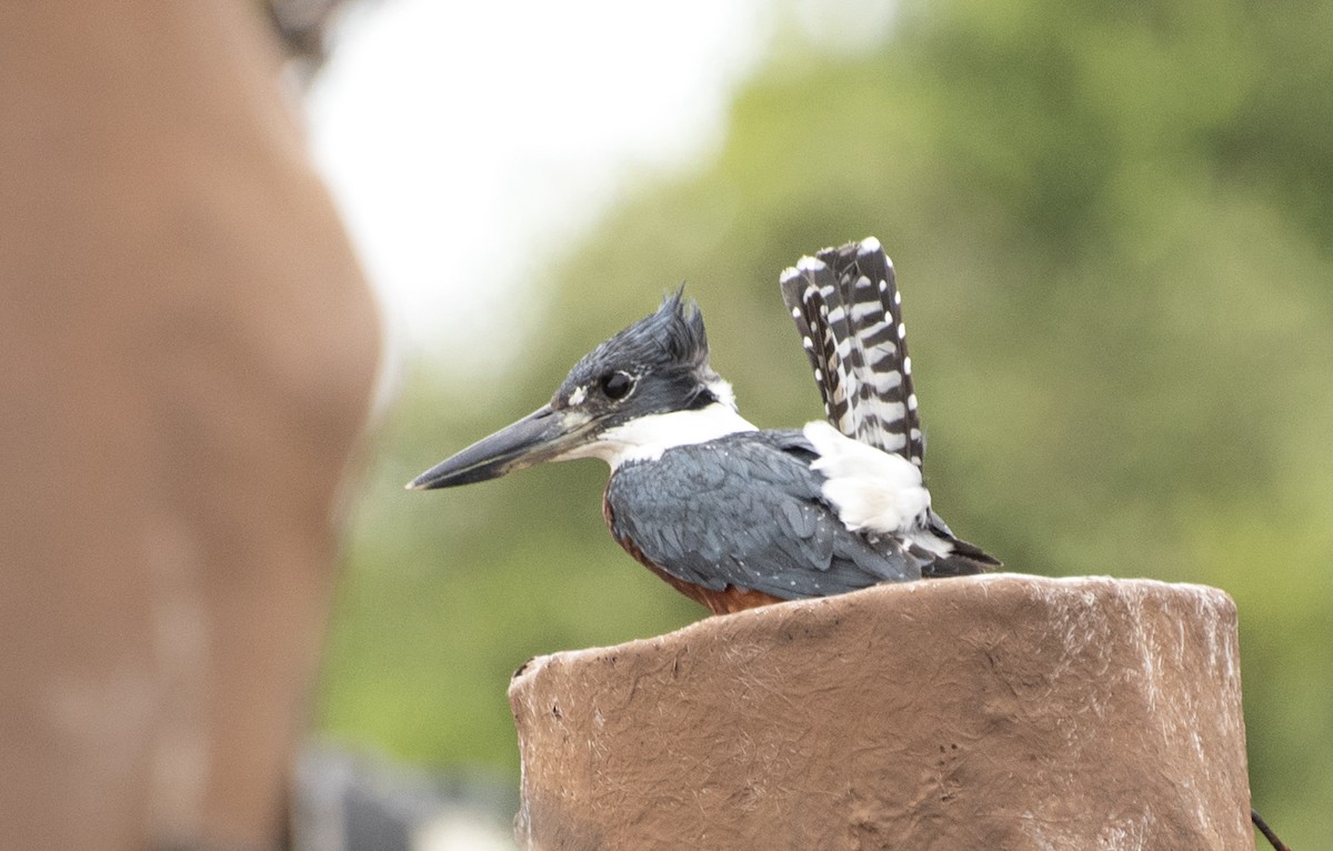 Ringed Kingfisher - ML584660951