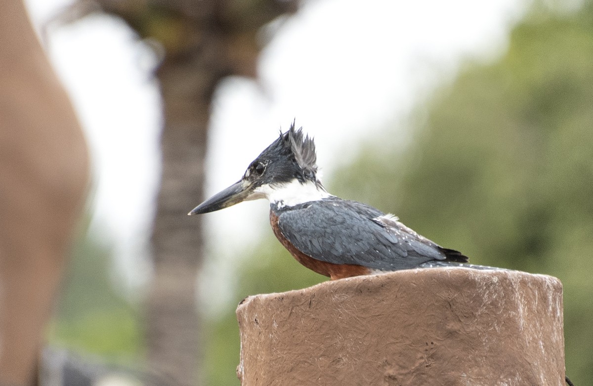 Ringed Kingfisher - ML584660961