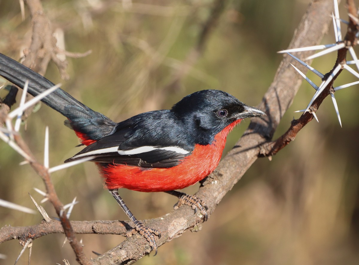 Crimson-breasted Gonolek - ML584662371