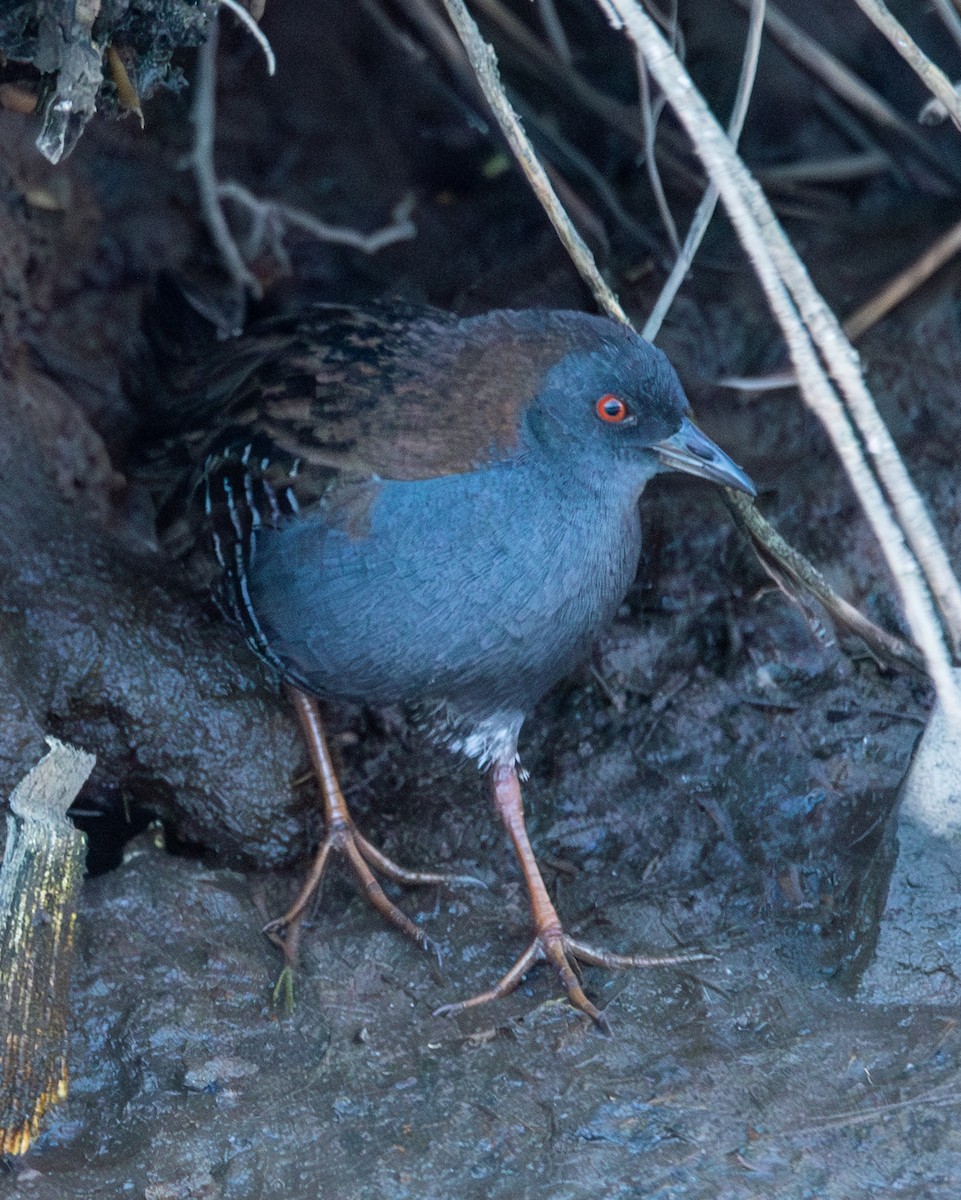 Dot-winged Crake - ML584663141