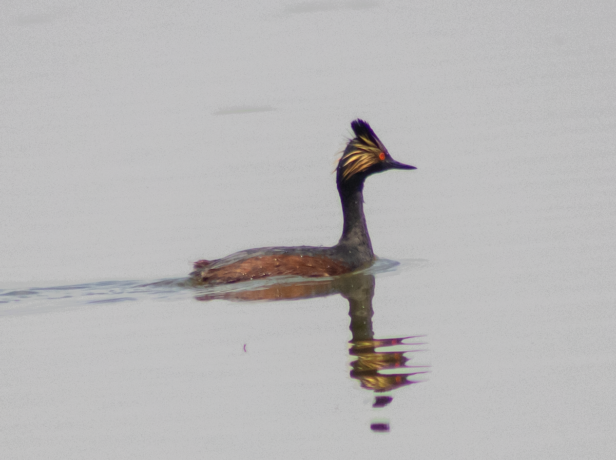 Eared Grebe - ML584663701