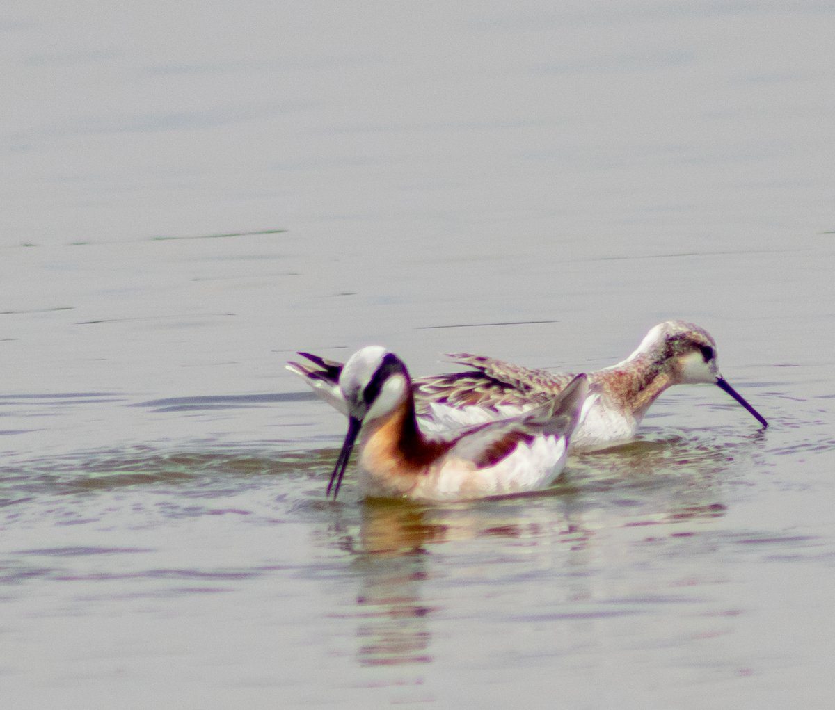 Wilson's Phalarope - ML584663801