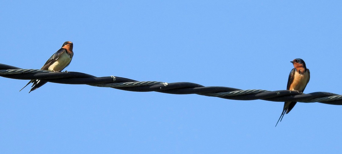 Barn Swallow - ML584664181