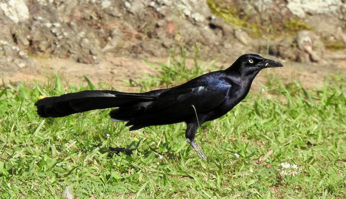 Great-tailed Grackle - ML584664341