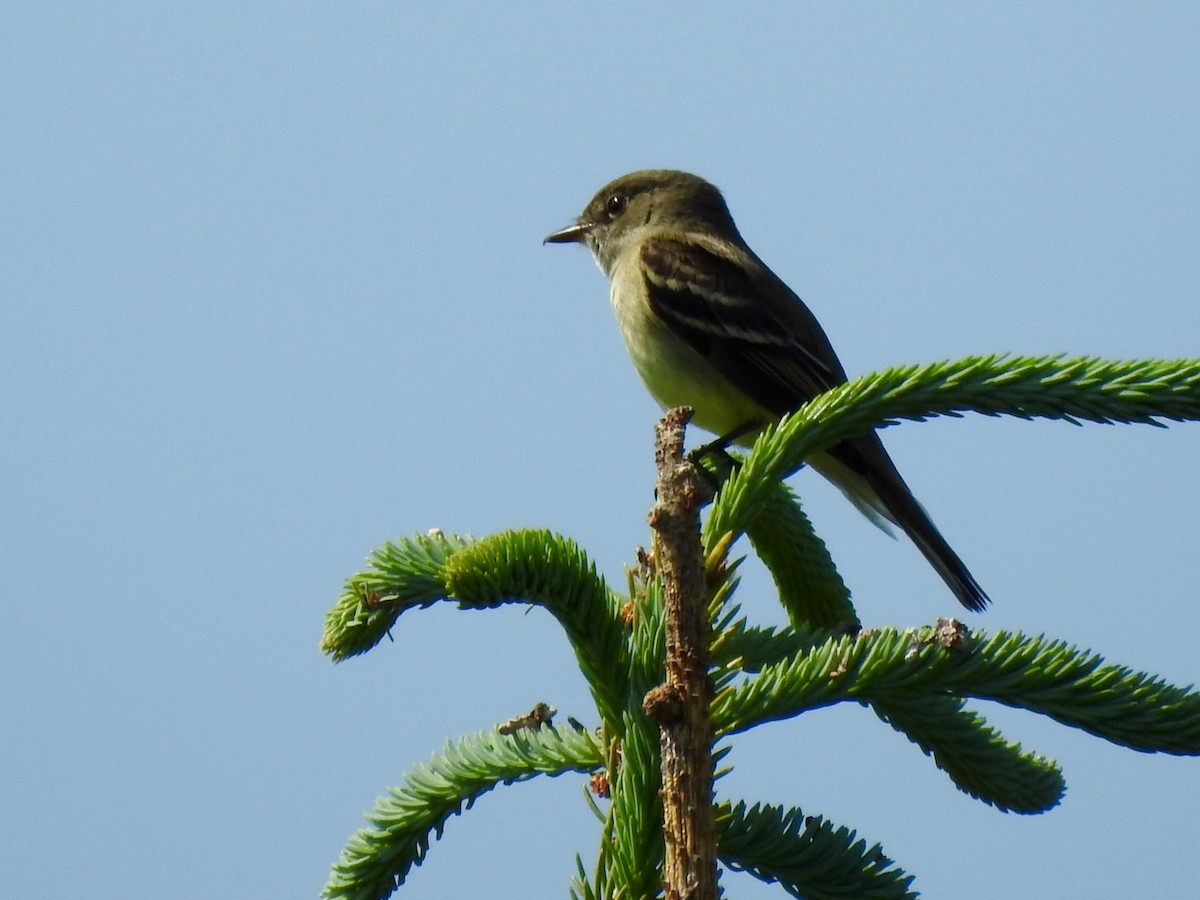 Alder Flycatcher - ML584664501