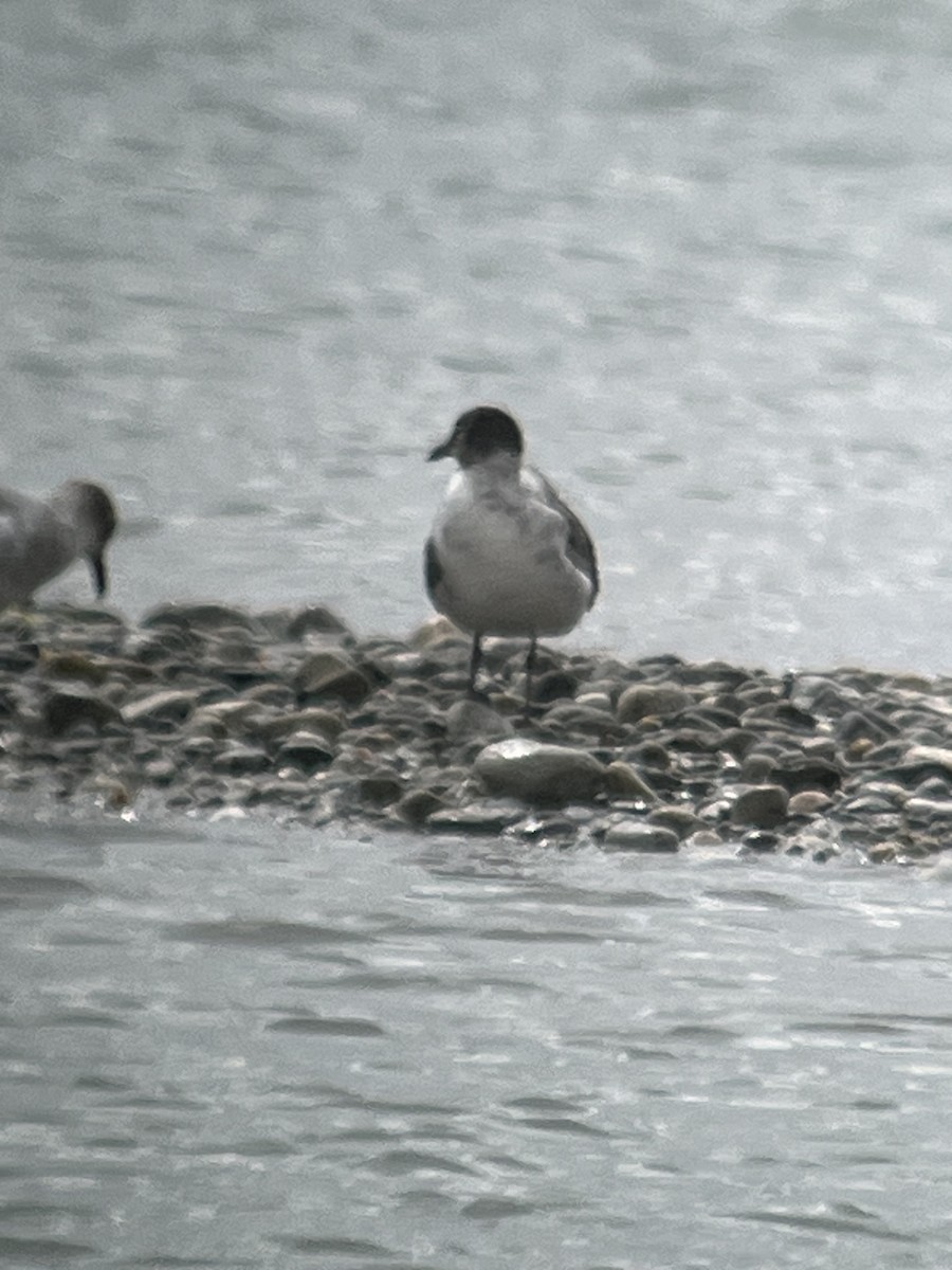 Mouette atricille - ML584664511