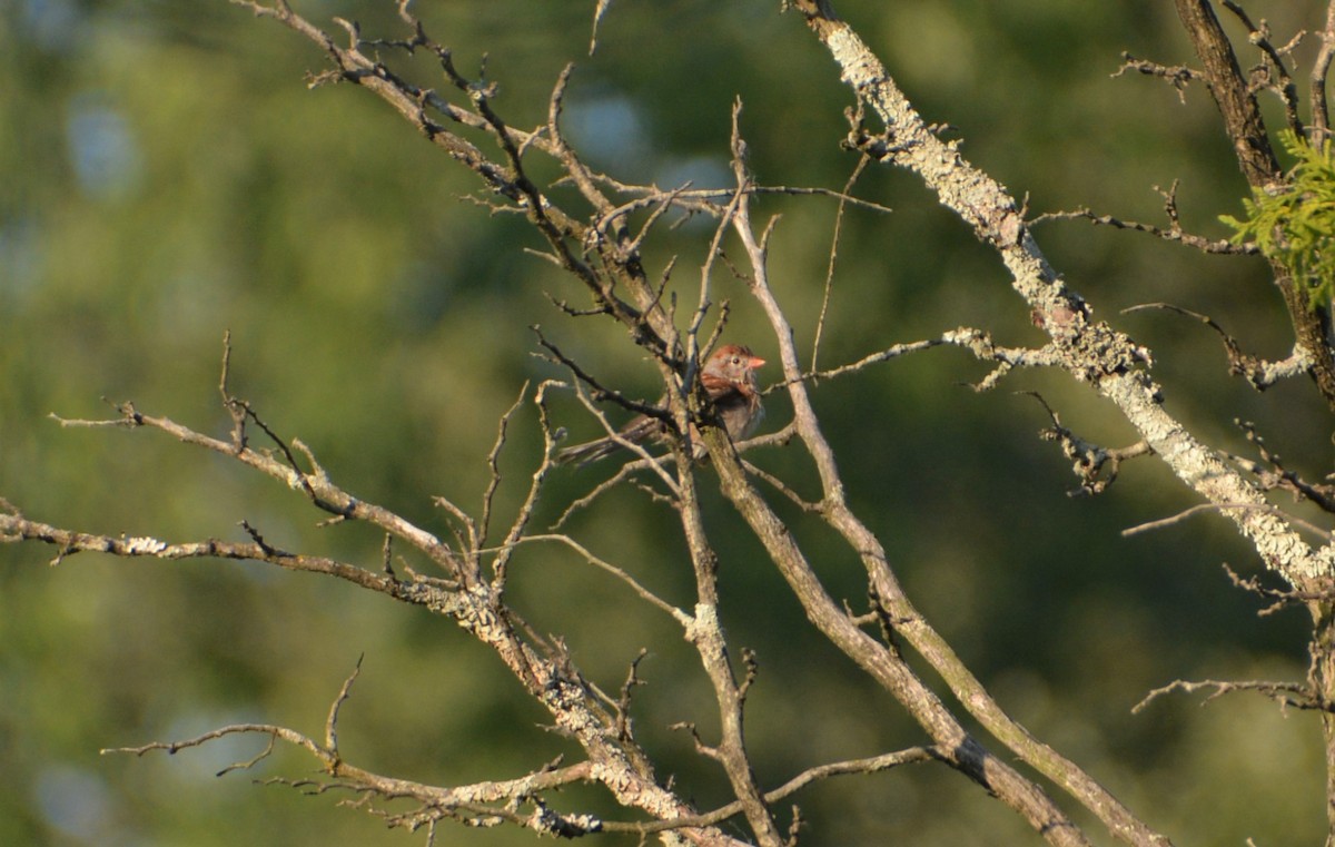 Field Sparrow - ML584664611