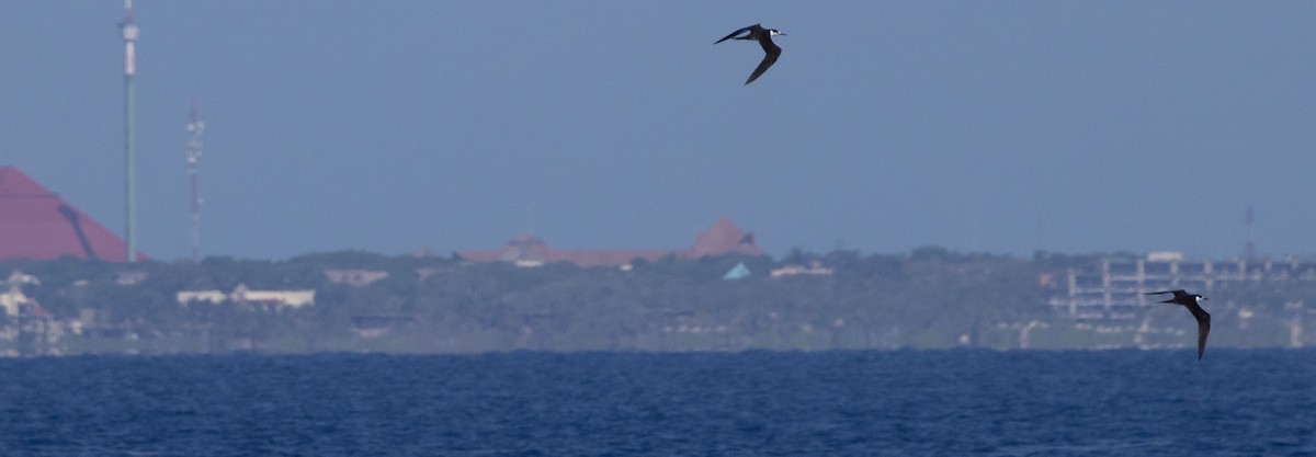 Sooty Tern - ML584665261