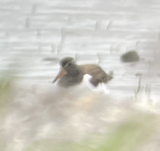 American Oystercatcher - ML584665311