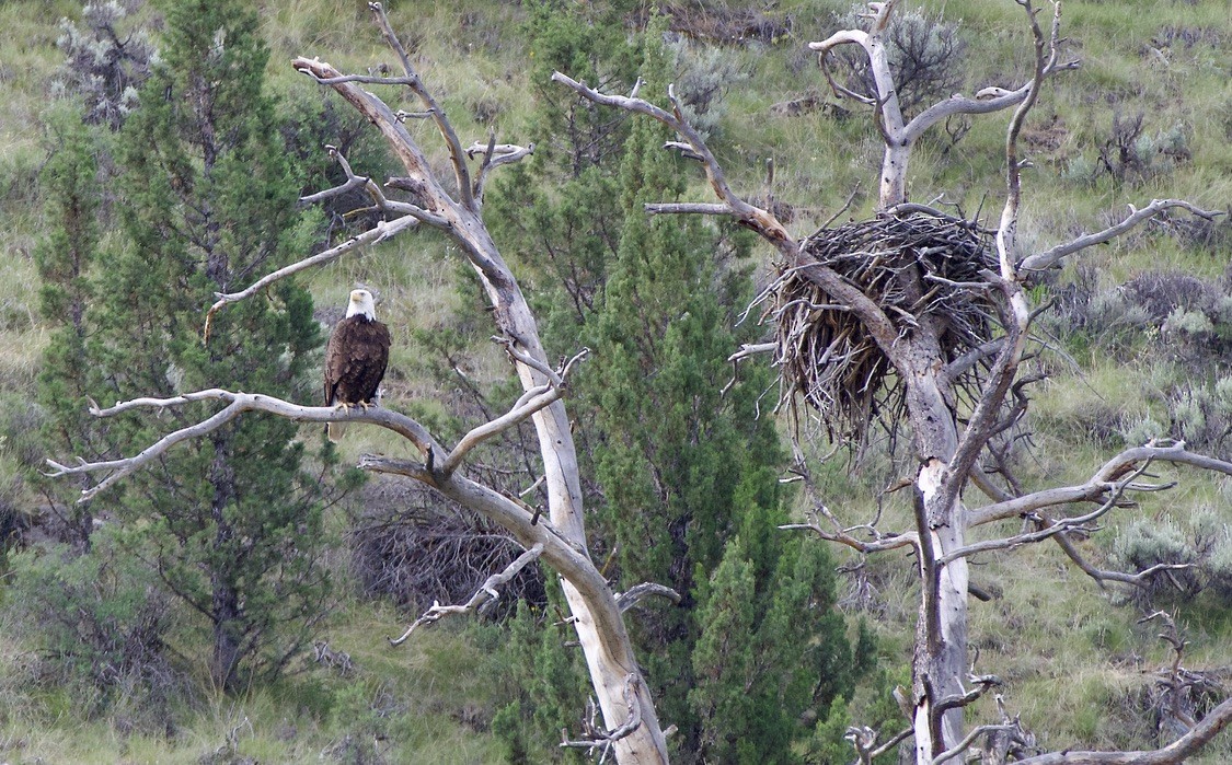 Bald Eagle - ML584665421