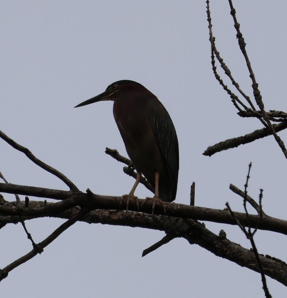 Green Heron - ML584665791