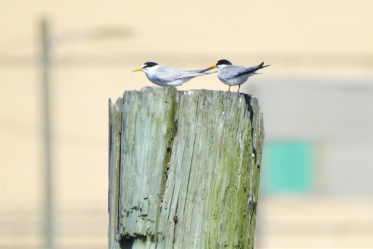 Least Tern - ML584667671