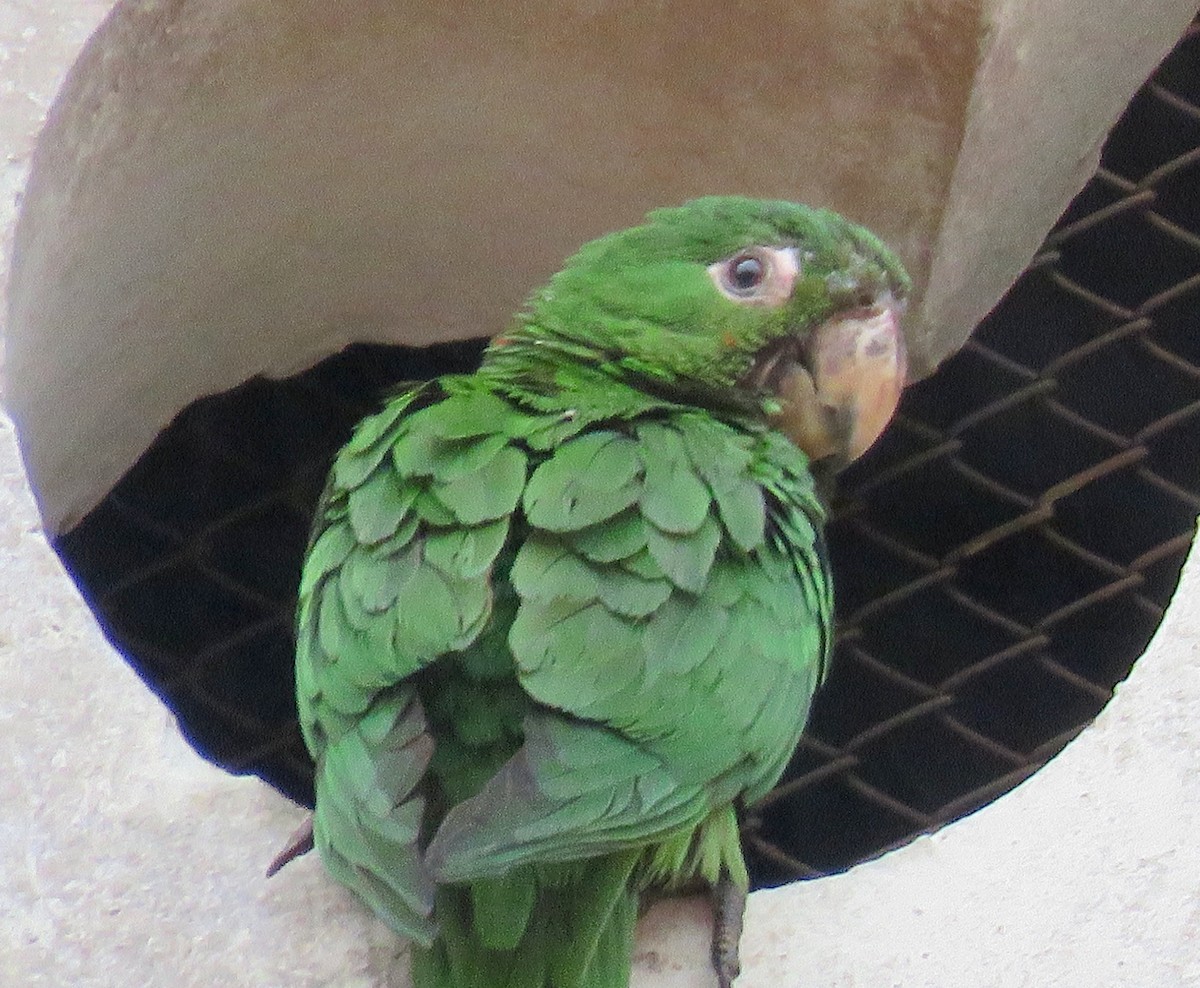 White-eyed Parakeet - ML584667791