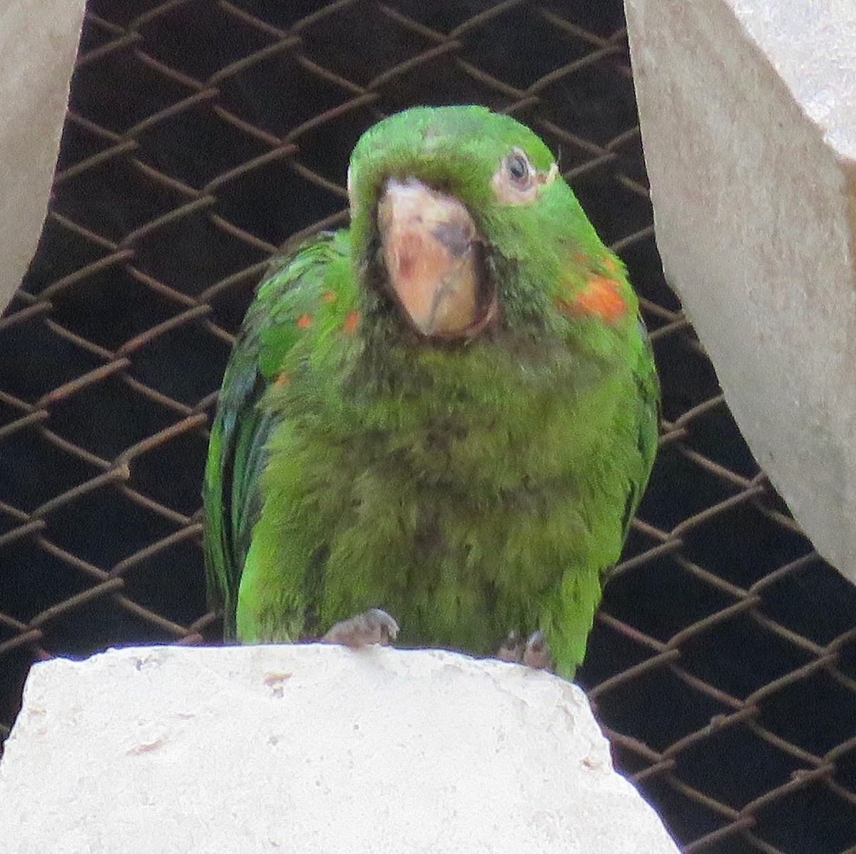 White-eyed Parakeet - ML584667811