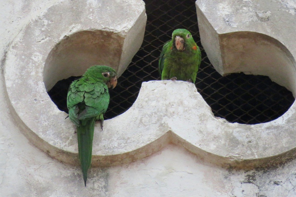 White-eyed Parakeet - ML584667831