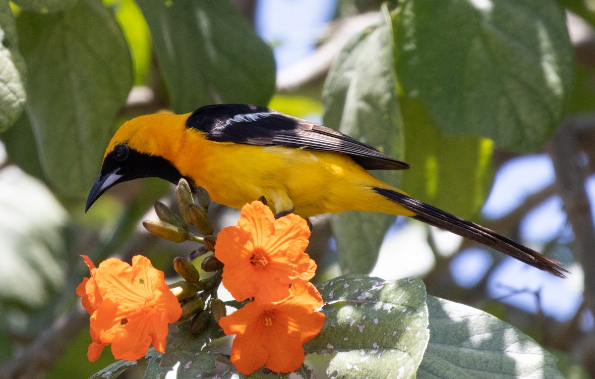 Hooded Oriole - ML584667841