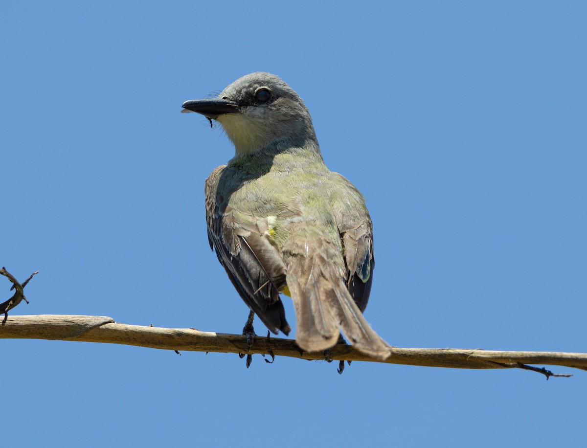 Couch's Kingbird - ML584668031