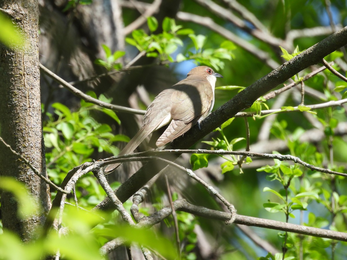 Black-billed Cuckoo - Joseph Krupitza