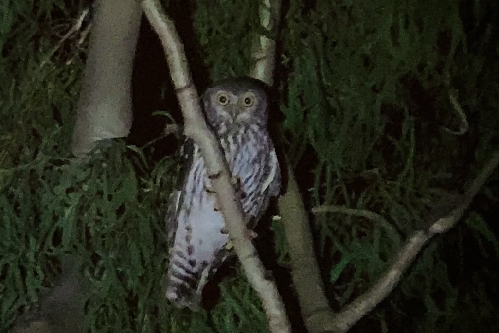 Barking Owl - ML584668181