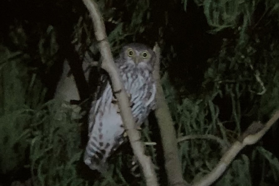 Barking Owl - ML584668201