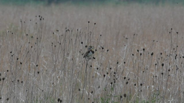 Dickcissel d'Amérique - ML584668411