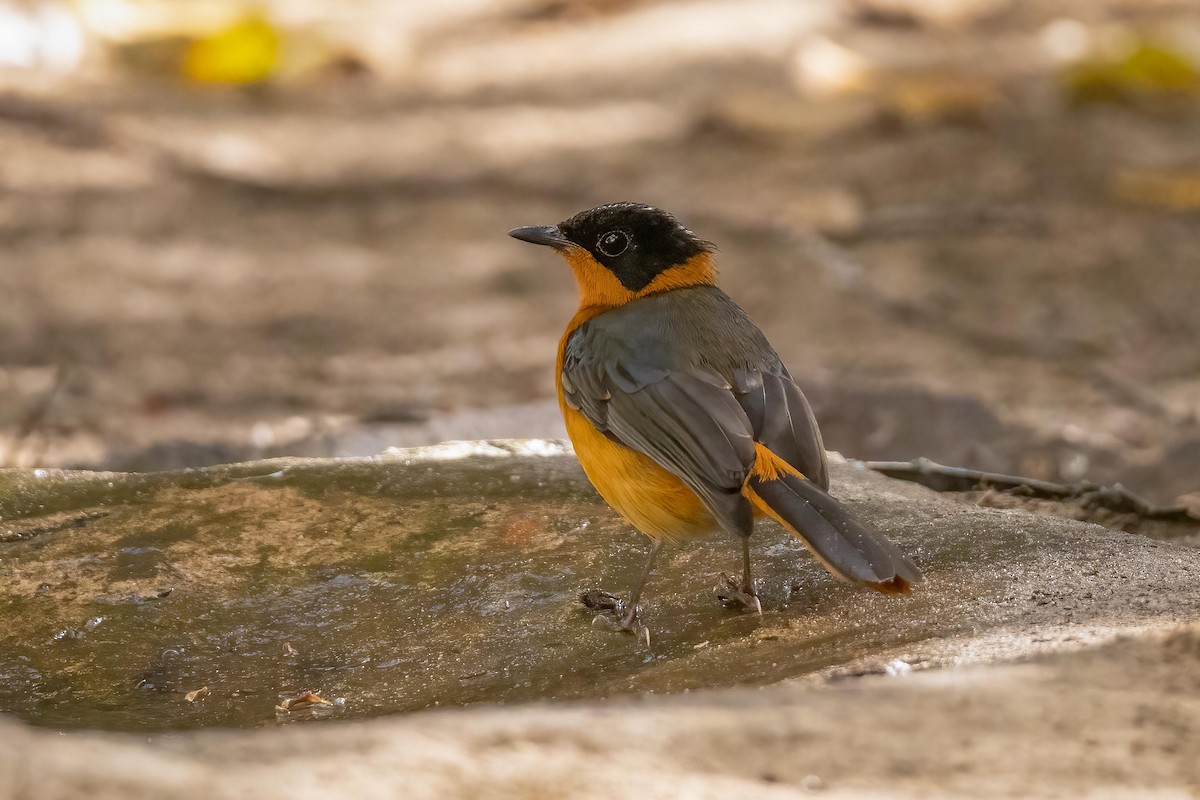 Snowy-crowned Robin-Chat - ML584668791