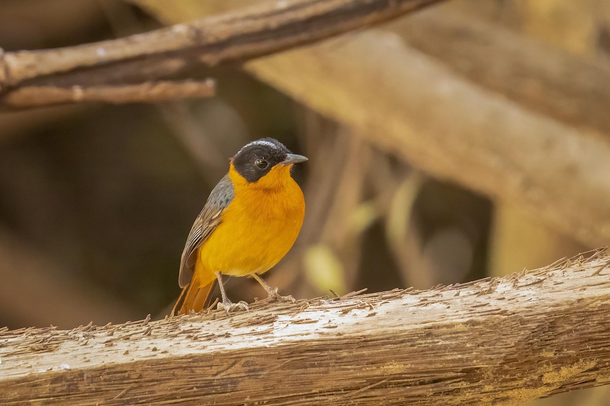 Snowy-crowned Robin-Chat - ML584668801