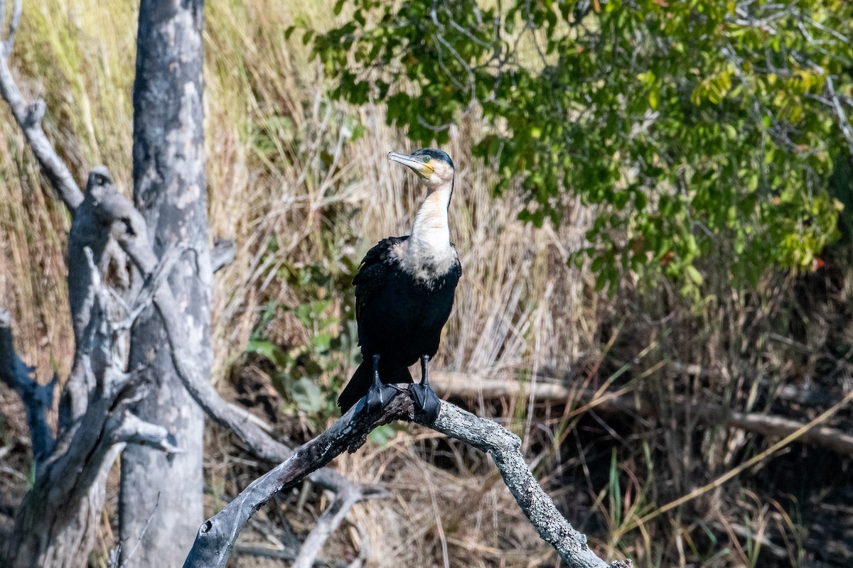 Great Cormorant (White-breasted) - ML584671751