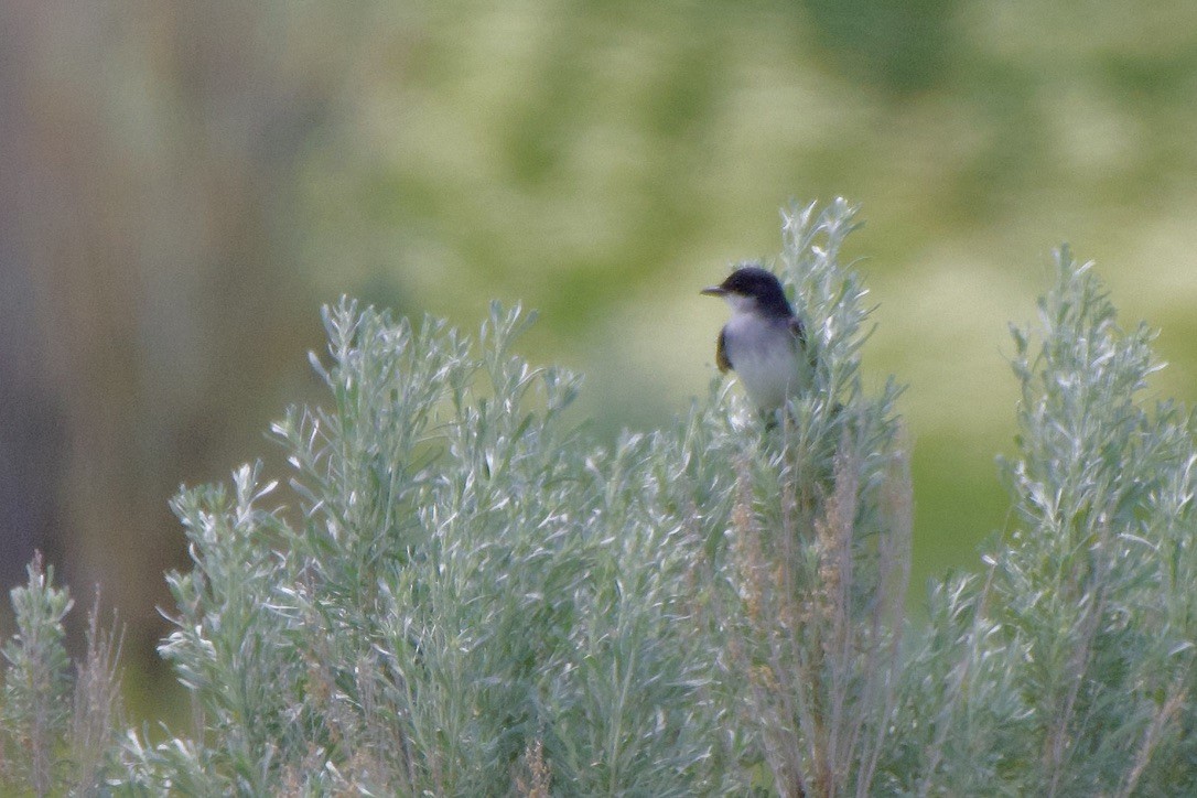 Eastern Kingbird - ML584671971