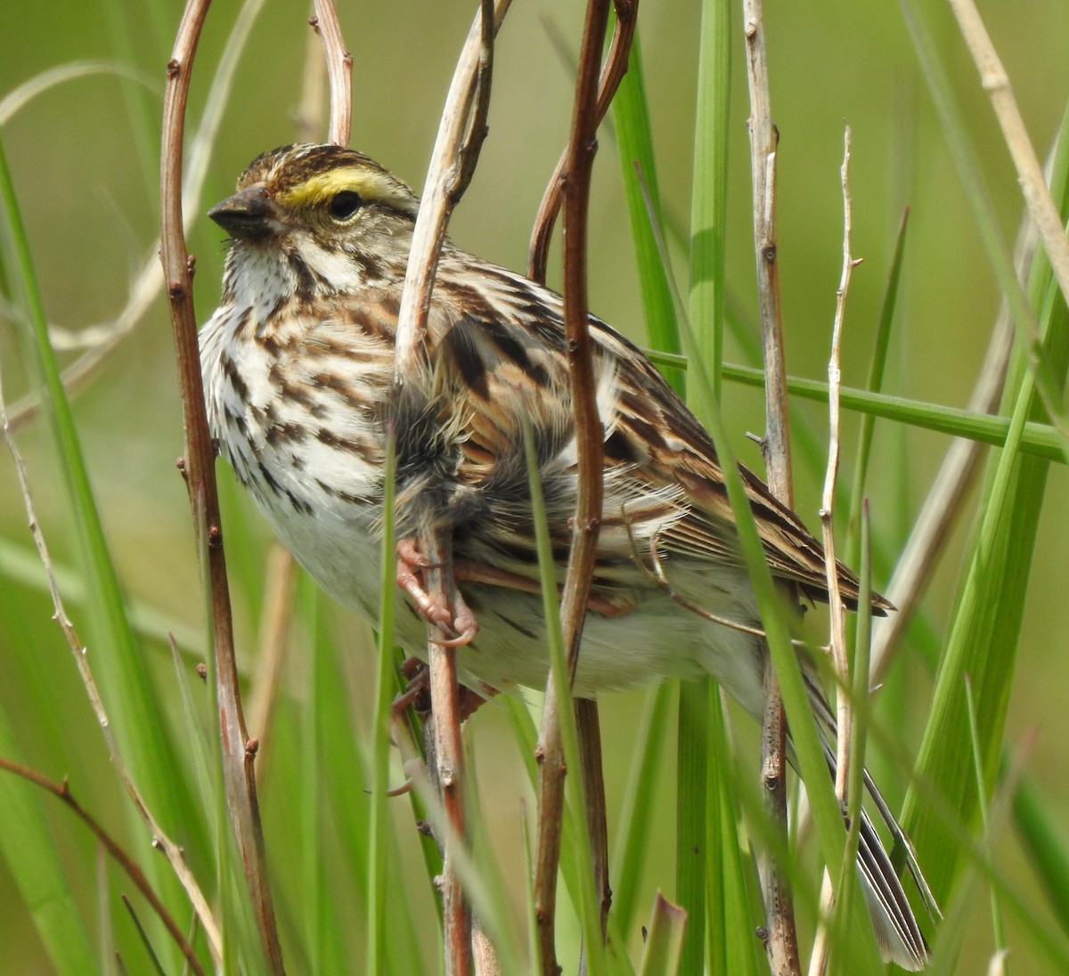 Savannah Sparrow - ML584672571