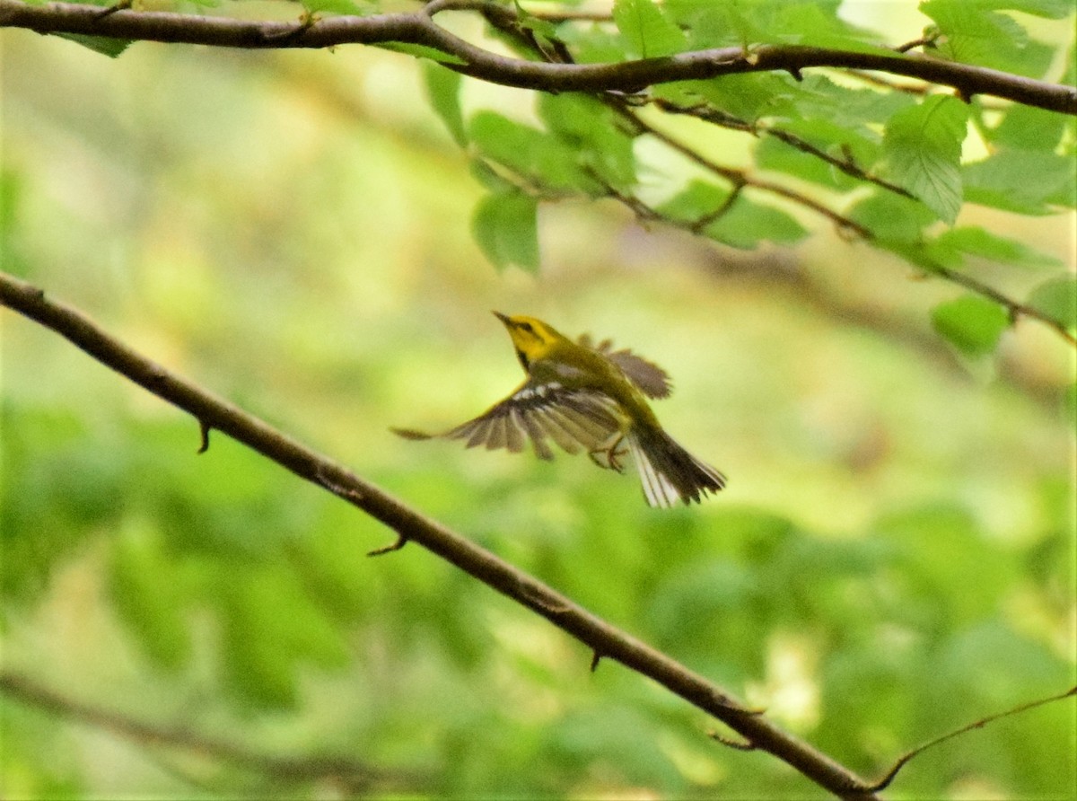 Black-throated Green Warbler - Sandra Minotti